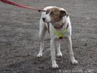 Elli - Hundedame Ellie sucht einfühlsames Zuhause